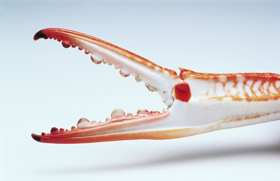 crab claws